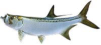 Florida Keys Fishing Charters Florida Keys Backcountry Guides Florida Keys Fishing
